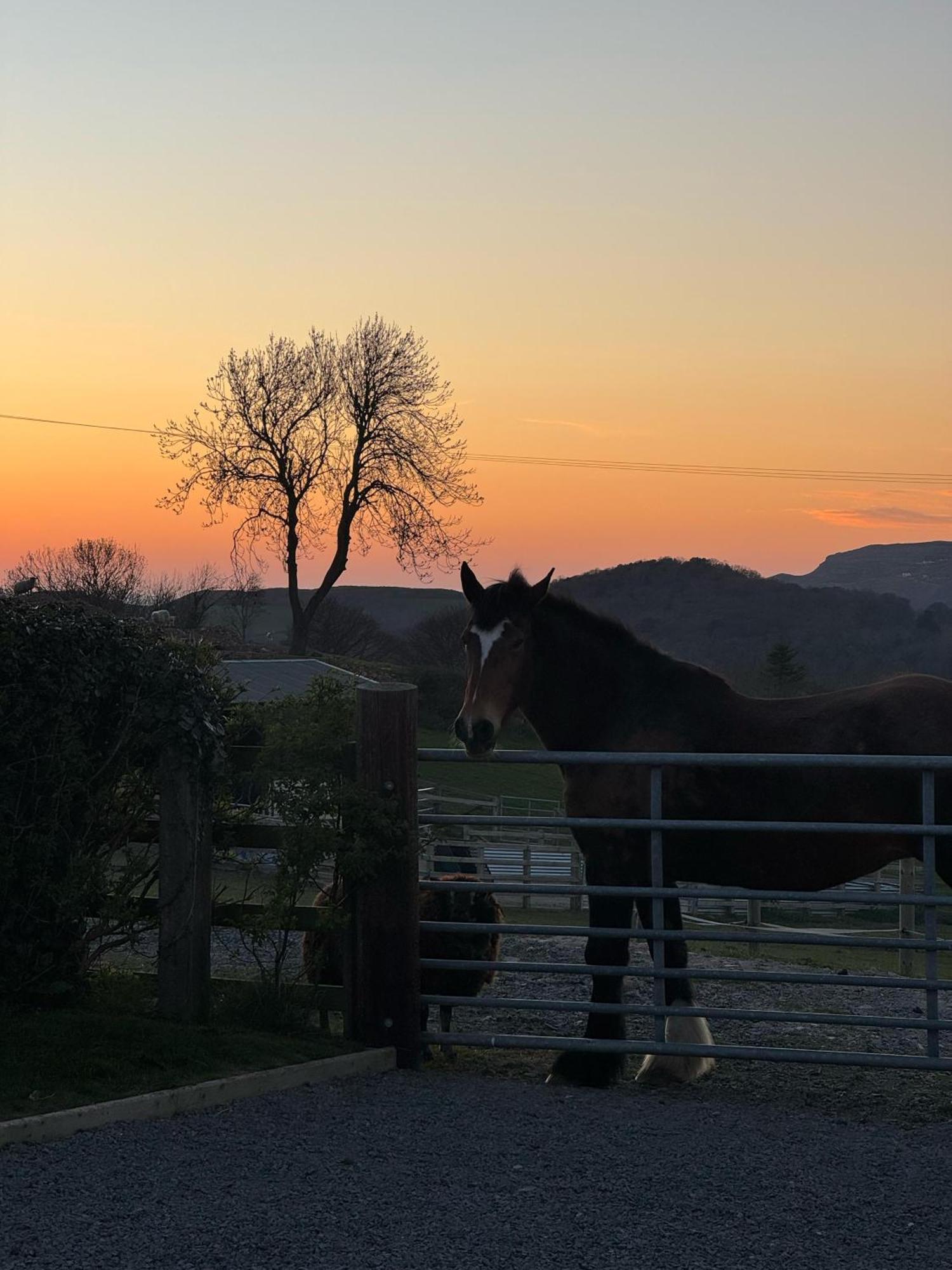 Tan Y Bryn Glamping